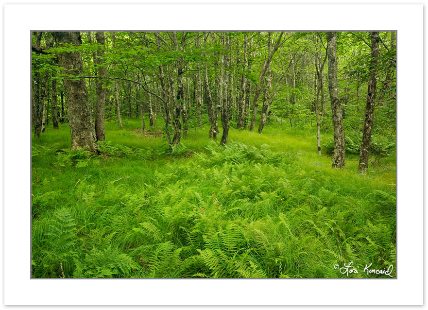 SD0130: Endangered Beech Gap forest with grasses and ferns in th
