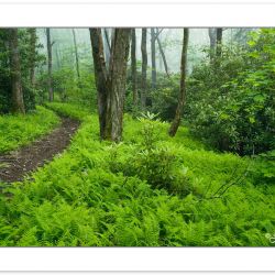 SD0134: Fern forest along the Buckeye Ridge Trail, Madison Count