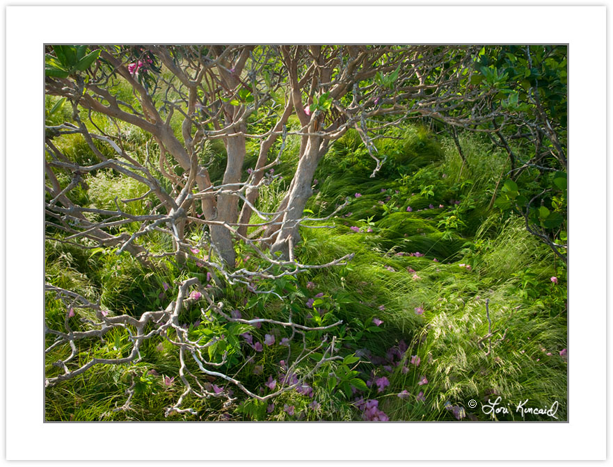 SD0248: Catawba Rhododendron, Roan Highlands, NC-TN, June
