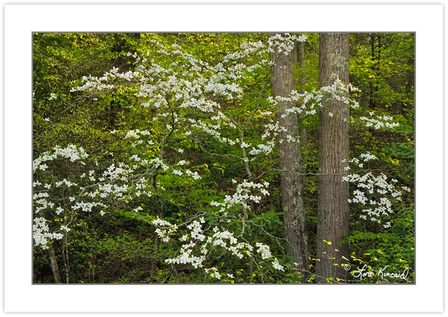 SD0275: Flowering Dogwood (Cornus florida), Pisgah National Fore