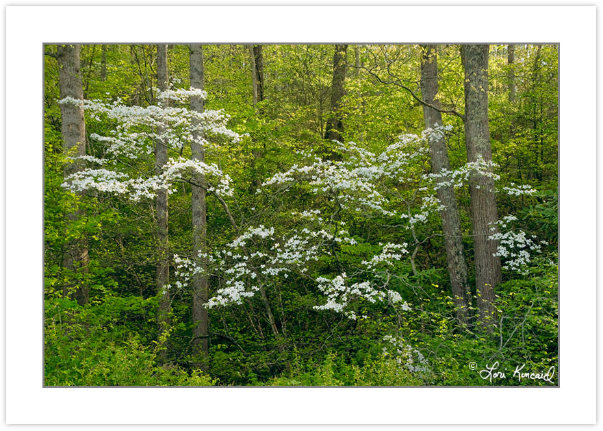 SD0276: Flowering Dogwood (Cornus florida), Pisgah National Fore