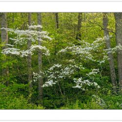 SD0276: Flowering Dogwood (Cornus florida), Pisgah National Fore