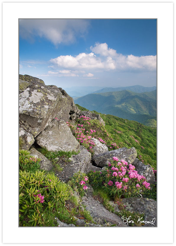 SD0368: Catawba Rhododendron on the Roan Mountain massif, Roan H