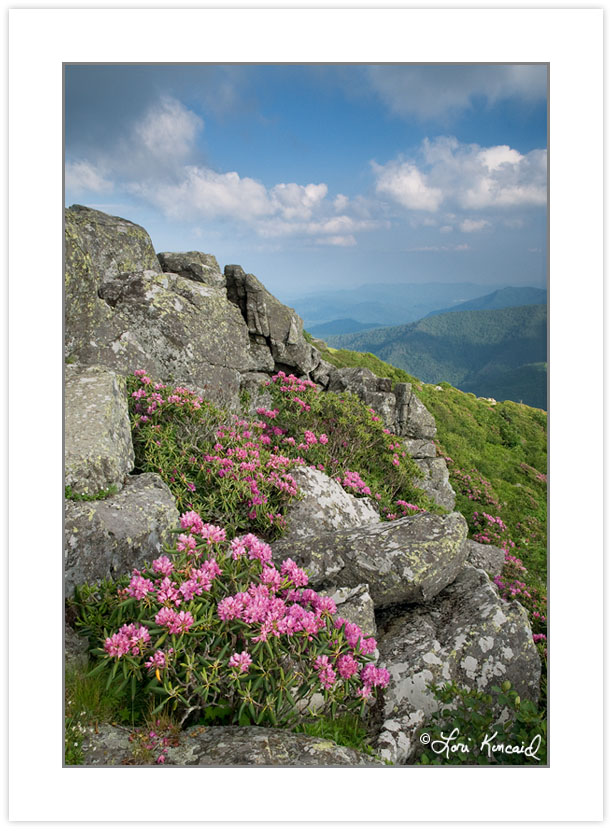 SD0370: Catawba Rhododendron on the Roan Mountain massif, Roan H