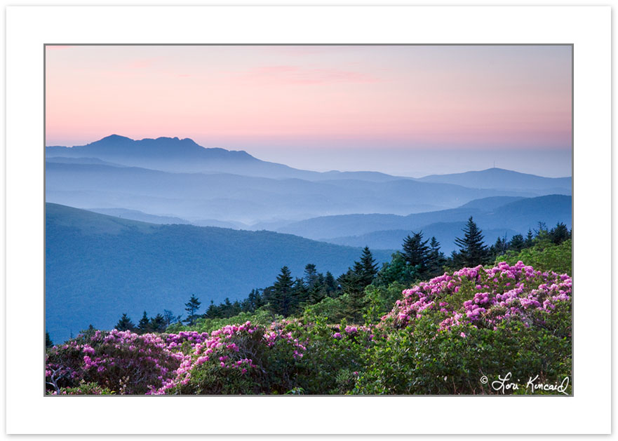 SD0379: View of Grandfather Mountain and Catawba Rhododendron at