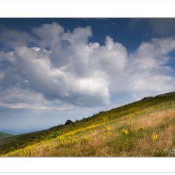 Clearing storm over Roan Mountain Goldenrod on Max Patch Mountai