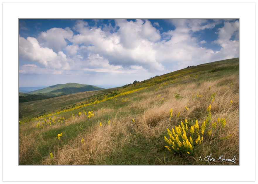 Clearing storm over Roan Mountain Goldenrod on Max Patch Mountai