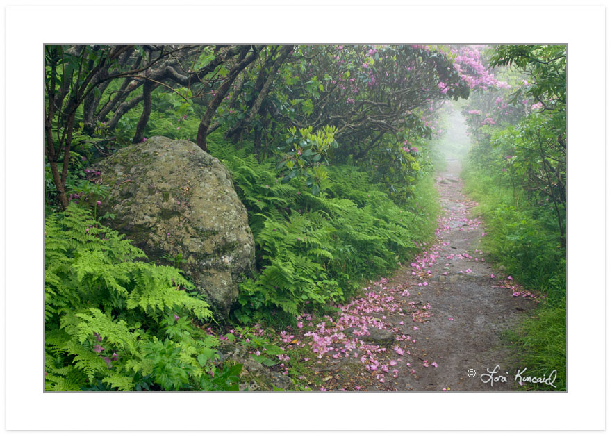 Hiking Trail at Craggy Gardens, Blue Ridge Parkway, NC, late spr