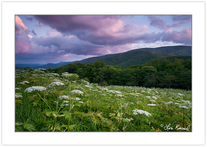 WD0662: Meadow full of Cow Parsnip at the Overmountain Victory T