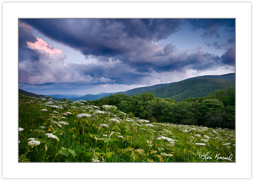 WD0664: Meadow full of Cow Parsnip at the Overmountain Victory T