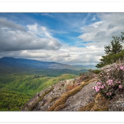 Grandfather Mountain in distance with Carolina Rhododendron grow