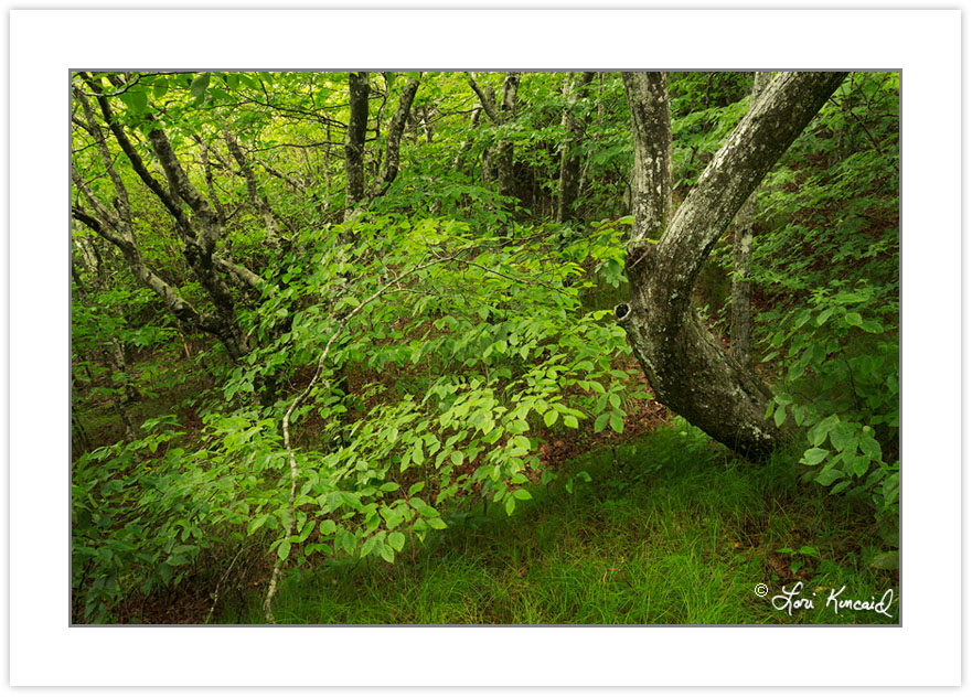 SD0833: Northern Hardwood Forest, Joyce Kilmer-Slickrock Wildern