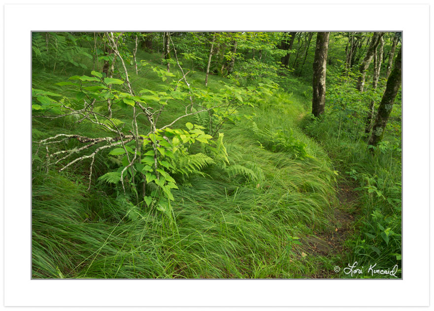 Hiking Trail through Northern Hardwood Forest, Joyce Kilmer-Slic