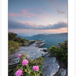 SD0911: Carolina Rhododendron at Sunset, Linville Gorge Wilderne