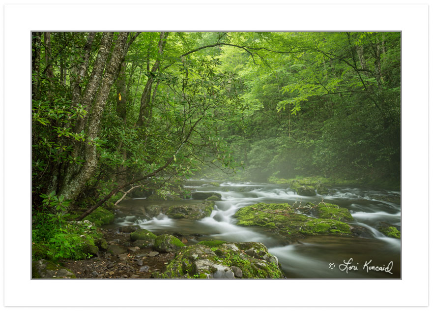 Mist rising off the Oconaluftee River, Great Smoky Mountains Nat