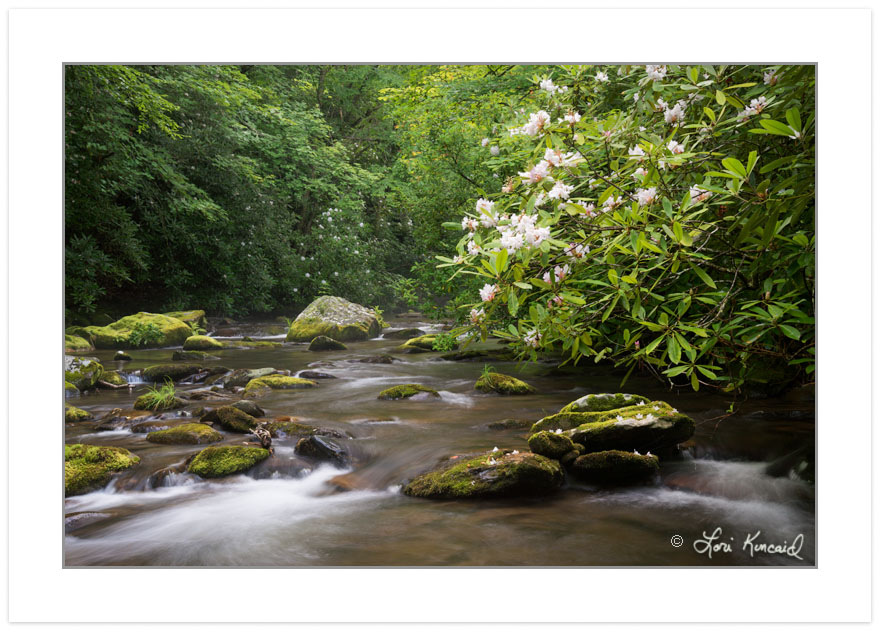 Great Smoky Mountains National Park, TN, Spring