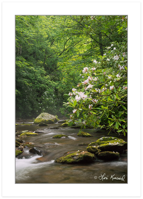 Great Smoky Mountains National Park, TN, Spring