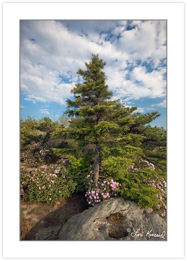 SD0980: Carolina Rhododendron and Hemlock on Shortoff Mountain,