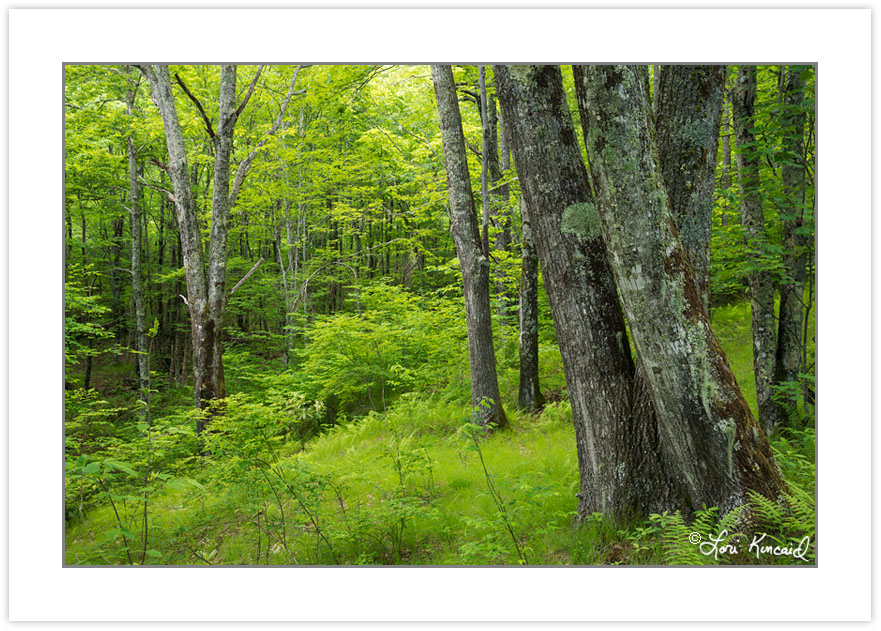SD1013: Grassy forest along the Mountain-to-Sea Trail north of G
