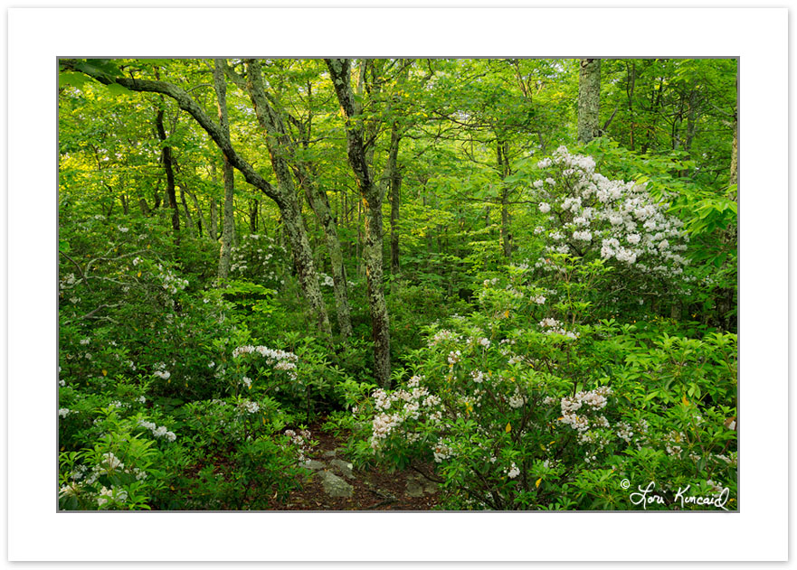 Mountain Laurel blooming in the forest at Little Lost Cove Cliff