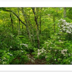Mountain Laurel blooming in the forest at Little Lost Cove Cliff