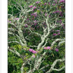 SD1039: Catawba Rhododendron, Graggy Gardens, Blue Ridge Parkway