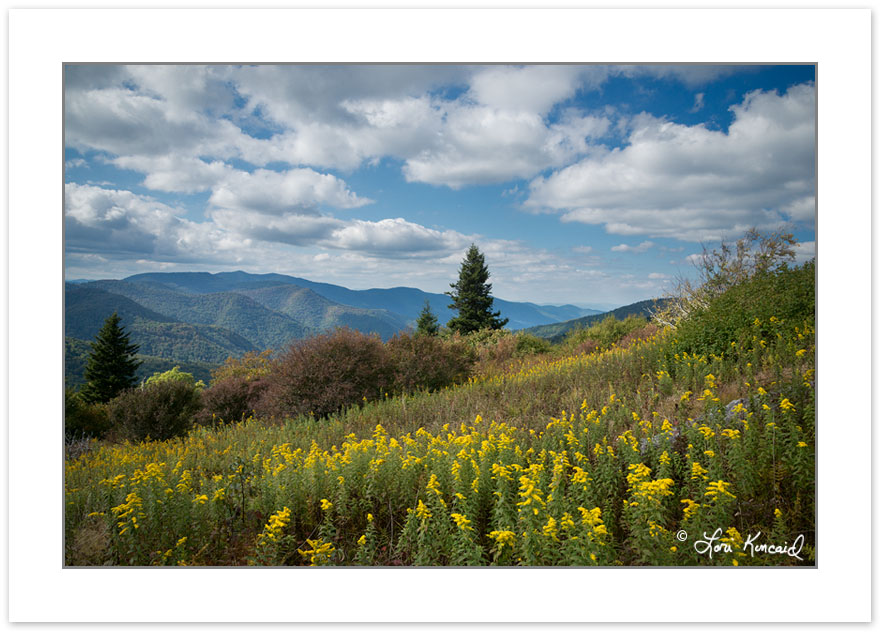 SD1086: Goldenrod in a grassy meadow, Middle prong Wilderness, N