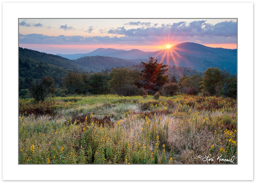 SD1087: Goldenrod at sunset, Middle prong Wilderness, NC, late s