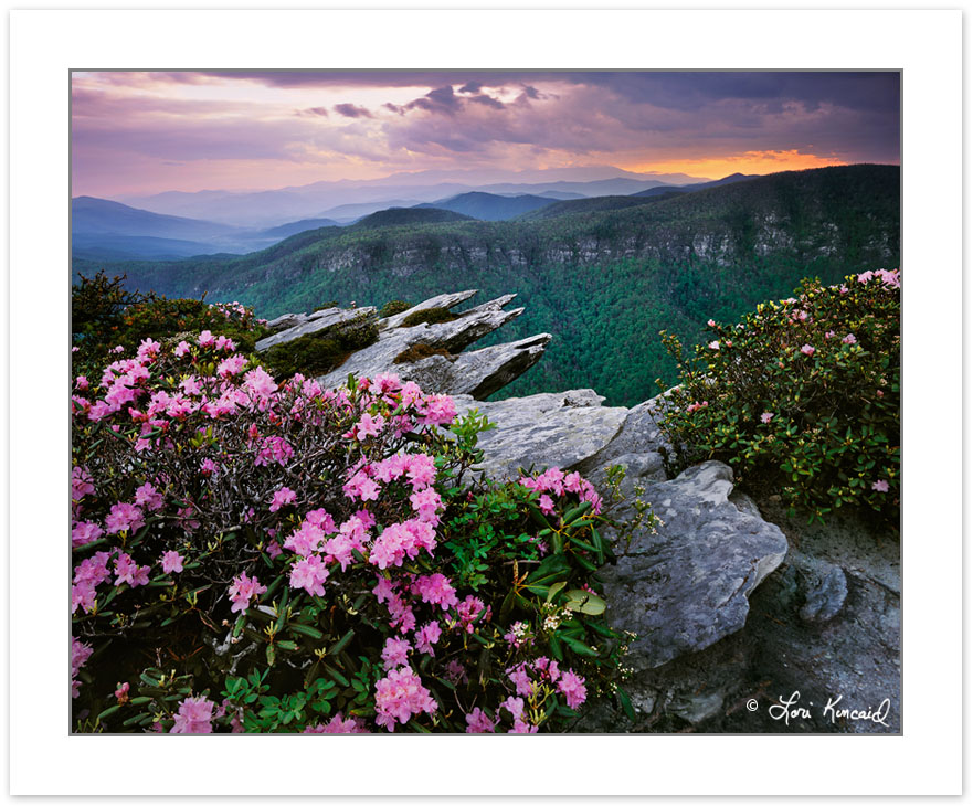 SL0149: Carolina Rhododendron atop Hawksbill Mountain at Sunset,