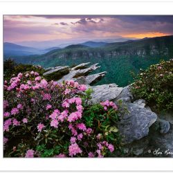SL0149: Carolina Rhododendron atop Hawksbill Mountain at Sunset,