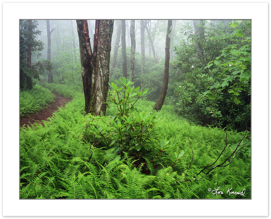 SL0177: Foggy Forest with ferns in the understory, Pisgah Nation