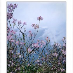 SL0184: Pinkshell Azalea (Rhododendron vaseyi) & Fog-shrouded Mo