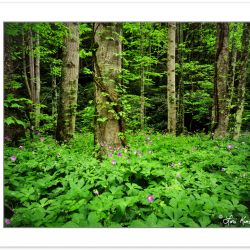 SL0276: Wild geranium (Geranium maculatum) in hardwood forest, P