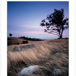SL0278: Lone Trees in meadows of Doughton Park at sunset, Blue R