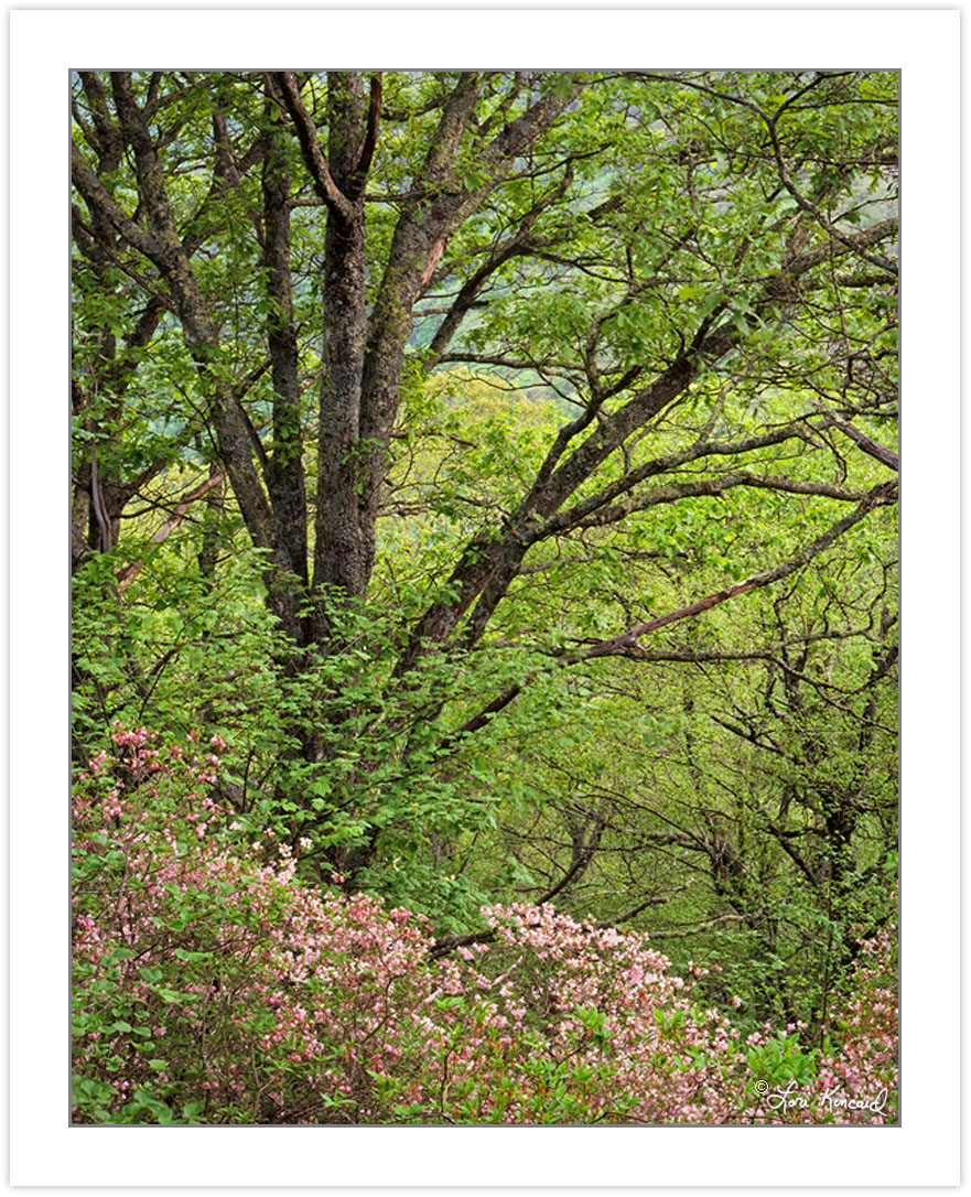 SL0343: Pinkshell azalea (Rhododendron vaseyi), Pilot Mountain,