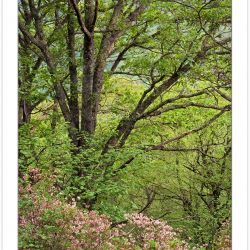 SL0343: Pinkshell azalea (Rhododendron vaseyi), Pilot Mountain,