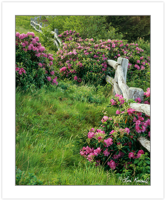 SL0344: Catawba rhododendron along fence at Roan Mountain, TN-NC