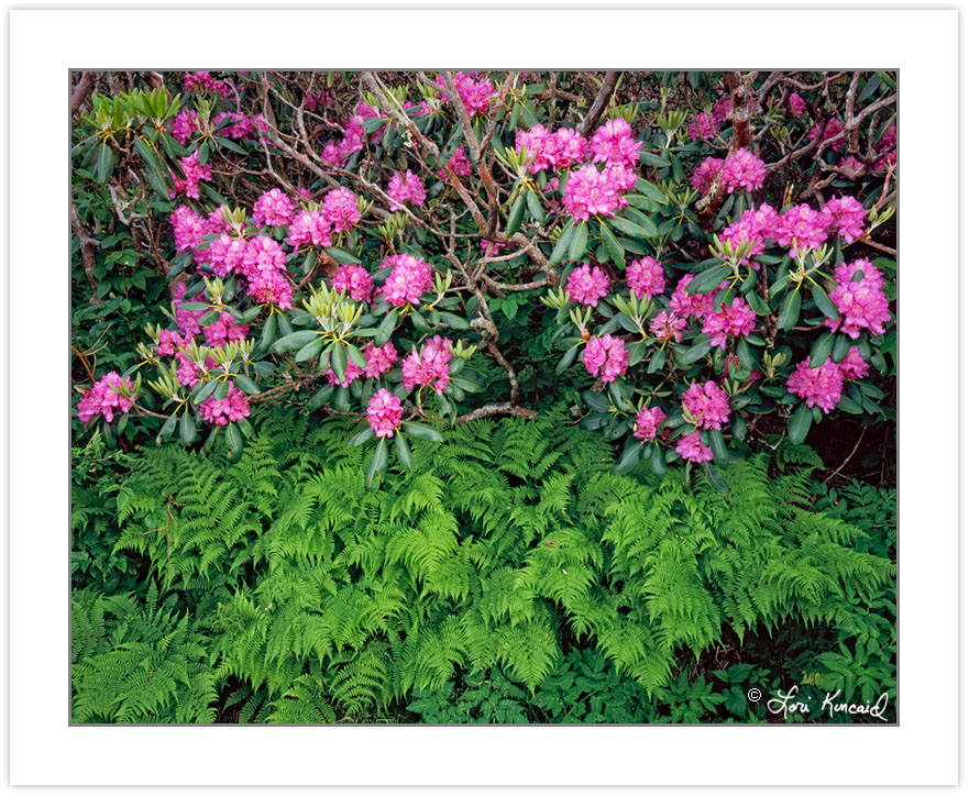 SL0346: Catawba rhododendron and ferns, Pisgah National Forest,