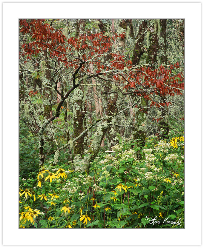 SL0368: Wild goldenglow (Rudbeckia laciniata) and White Snakeroo