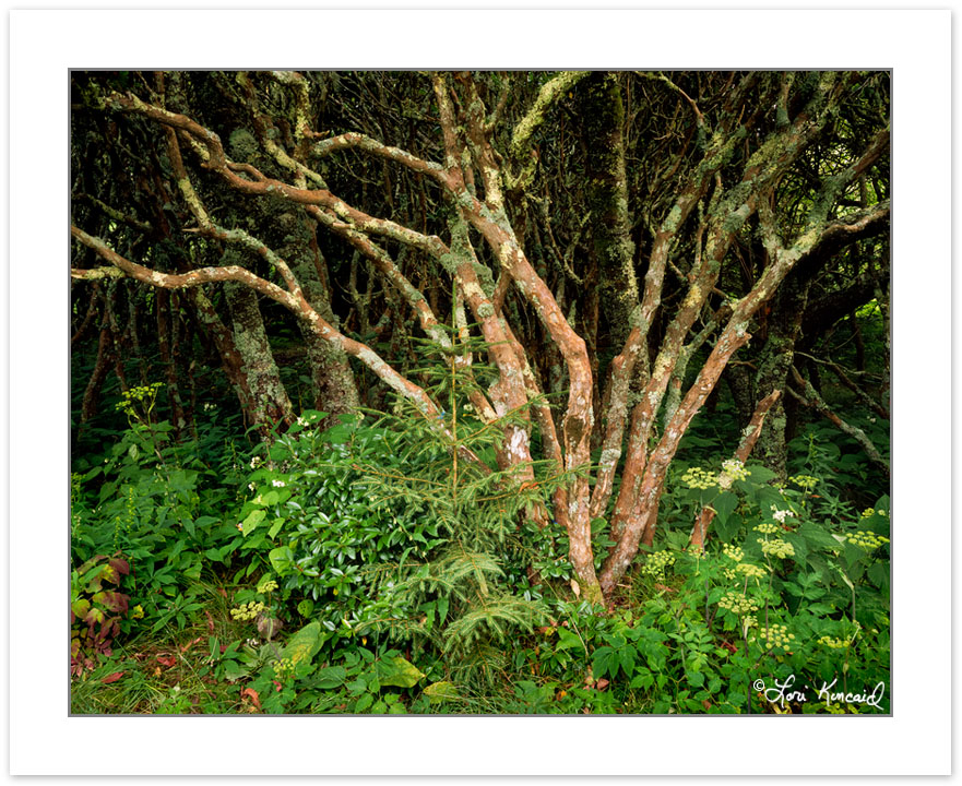 SL0240: Catawba Rhododendron trunks (Rhododendron catawbiense) i