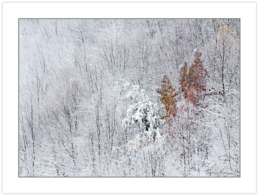 WD0231: Heavy snow blankets the forest in October, Pisgah Nation