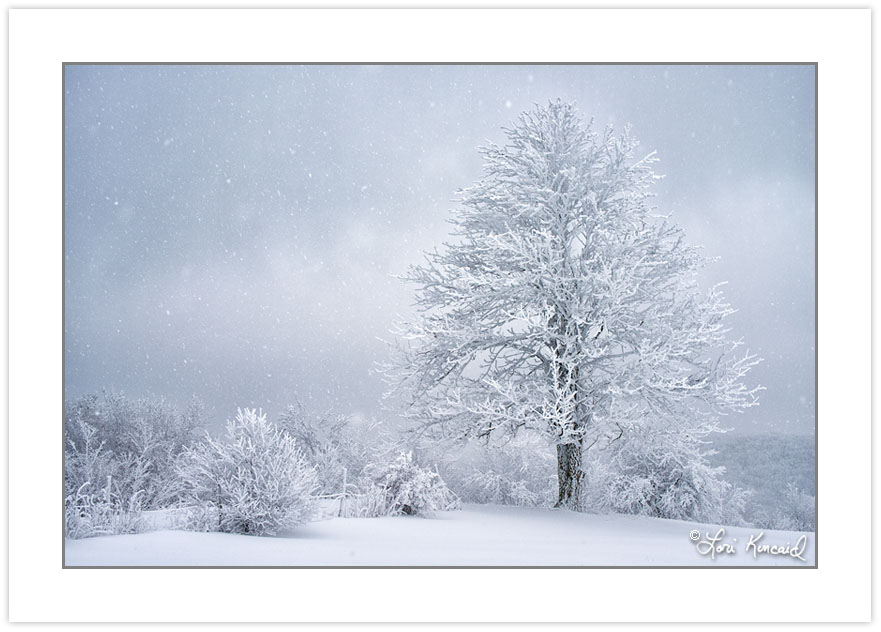 WD0272: Buckeye tree in falling snow at the edge of a mountain m