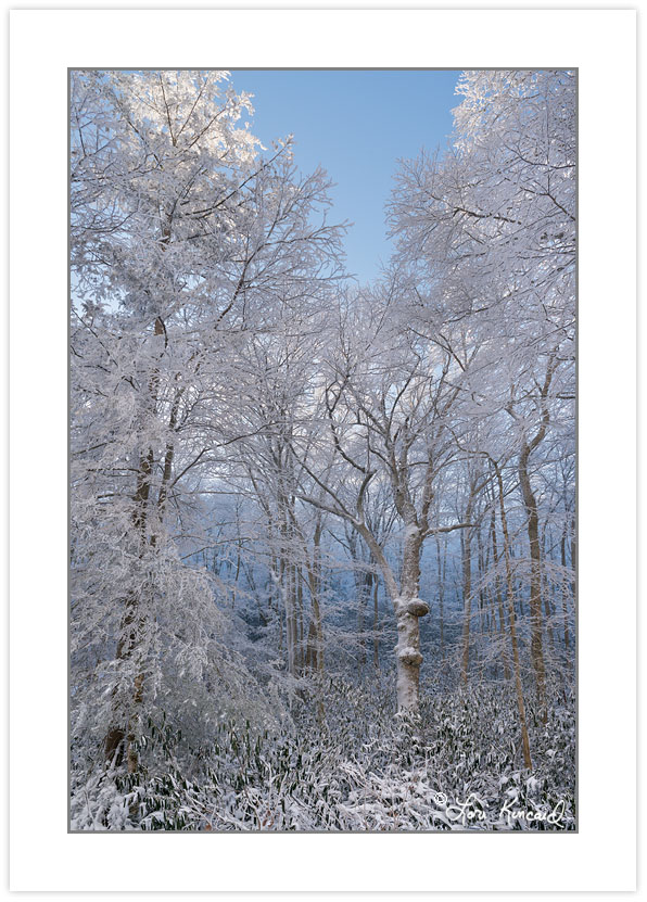 Snowy acid cove hardwood forest, Pisgah national Forest, NC, win