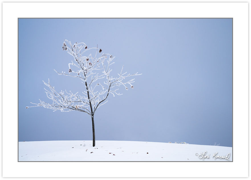 WD0337: A solitary young maple bends under the influence of wind