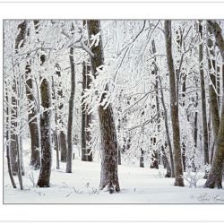 WL0131: Snow-coated Forest, Pisgah National Forest, NC, Winter