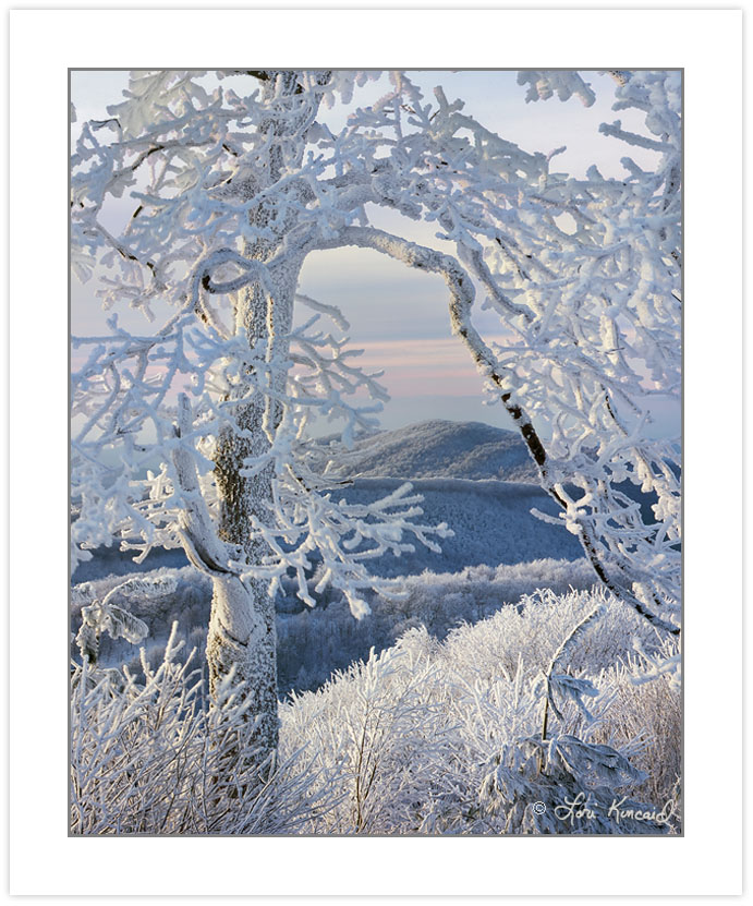 WL0144: Snow and rime- coated tree on Max Patch Mountain, Pisgah