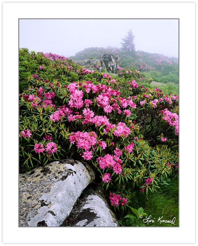 SL0103: Catawba Rhododendron on Grassy Ridge, Roan Highlands are