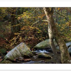 AD0417: Sweet Gum on the Middle Saluda River, Jones Gap State Pa