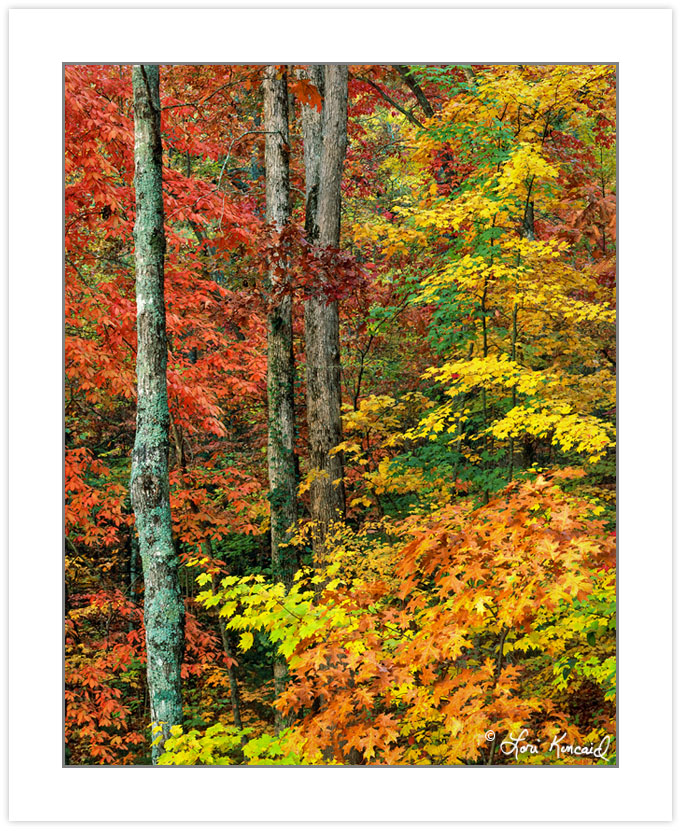AL0175:  Hardwood Forest (Sourwood, Oak and Maple dominant), Oco
