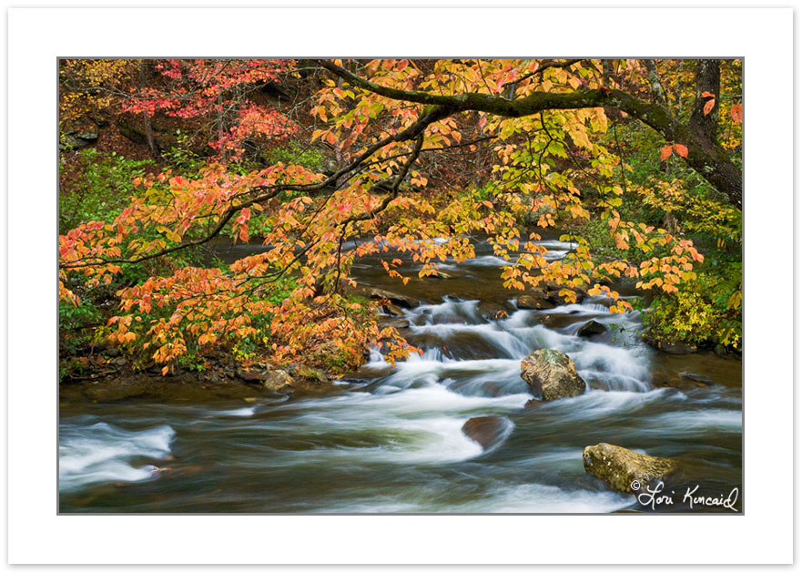 AD0225: Autumn foliage over the Bald River, Cherokee National Fo
